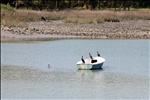 Double-crested Cormorant (Phalacrocorax auritus)